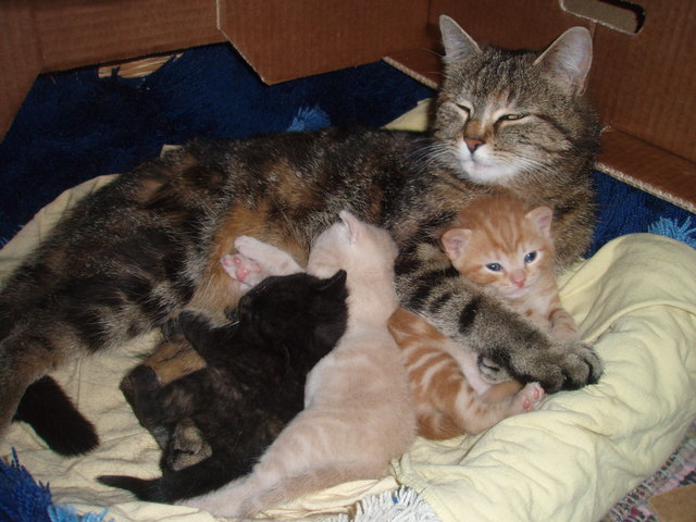 Katzenharmonie