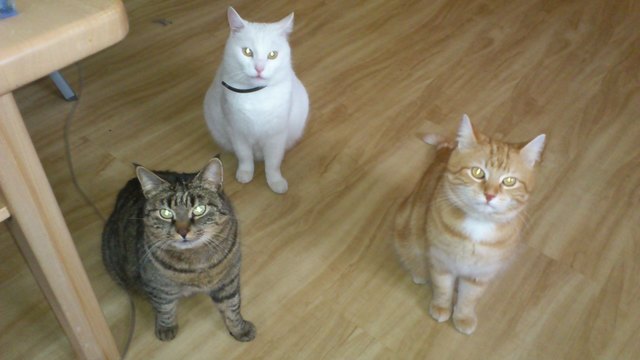 unsere Katzen