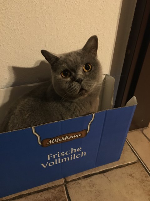 Milchliebhaberin!