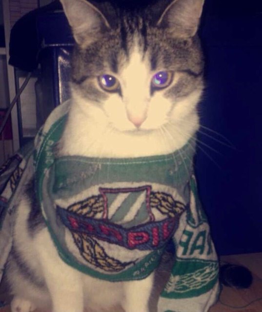 Unser stolzer Rapid Kater