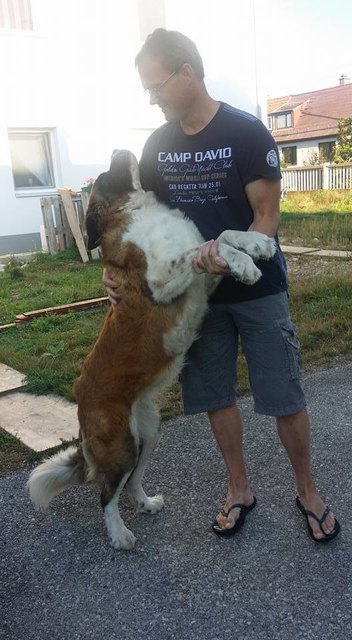 Unser Kuschelhund Shiva kann nie genug Streicheleinheiten bekommen!!!