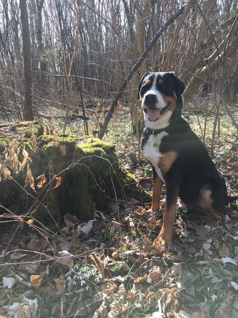 Frühlingsspaziergang mit Balou in der Stopfenreuther Au