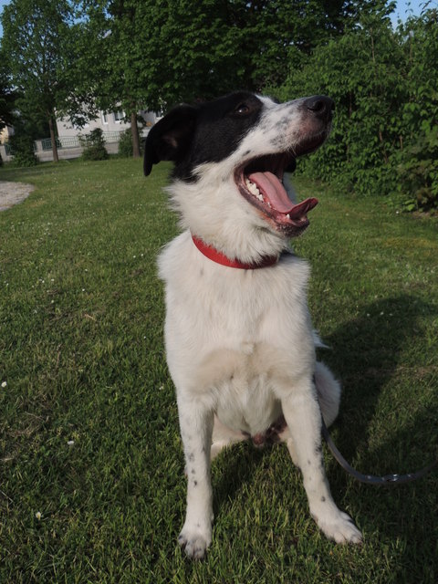 Mein Bepo Strassenhund aus Bulgarien!!
