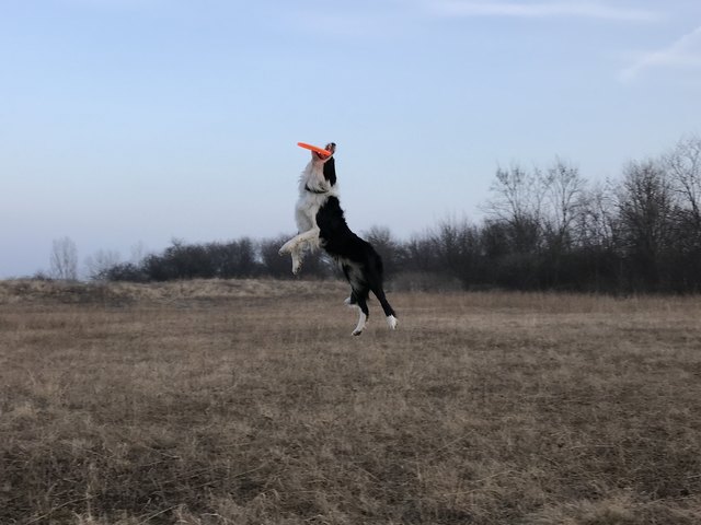 Jerry bei seiner Lieblingsbeschäftigung-Frisbee