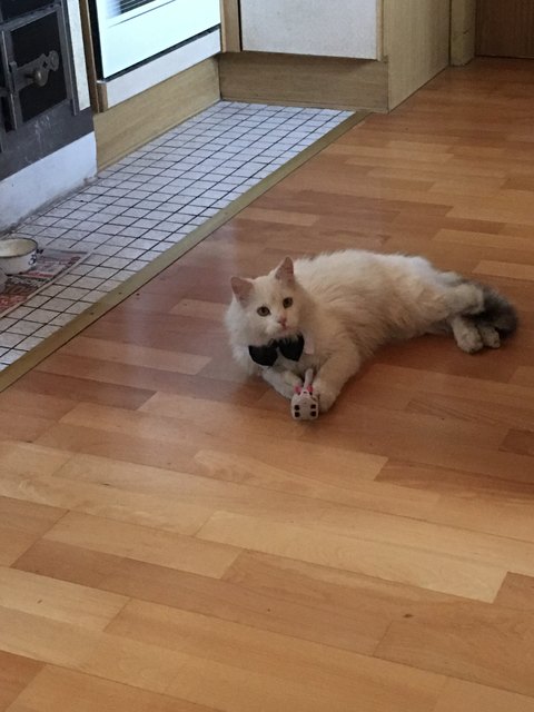 Herr Flauschig