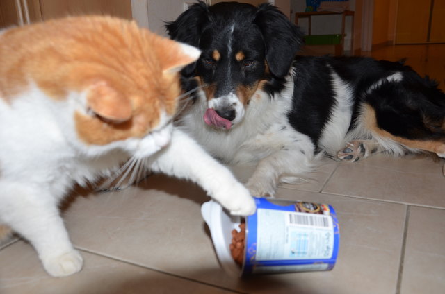 Tiger Und Tommy bei der Selbstbedienung
