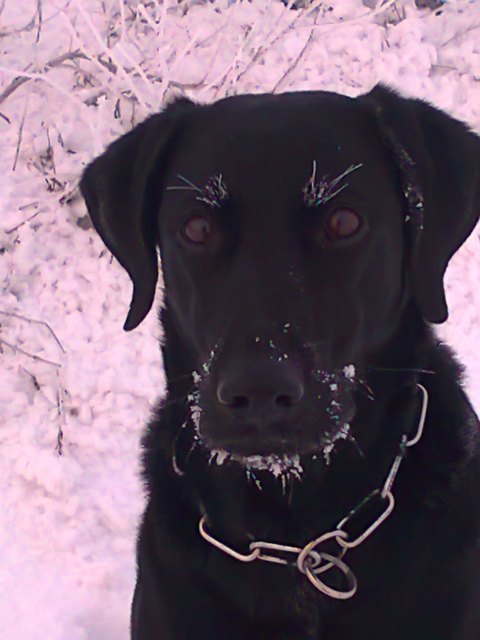 Jenny im Schnee