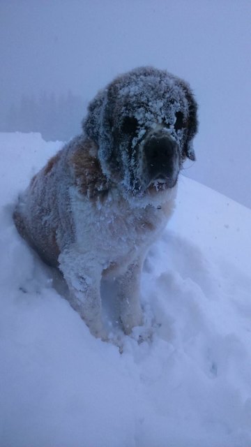 Shiva mit auf Skitour