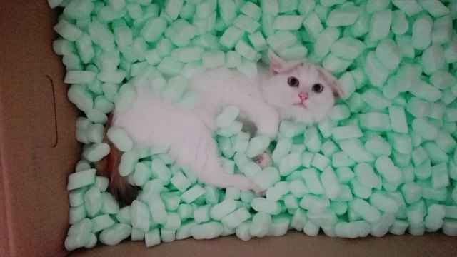 Lilo....unser verspieltes Baby