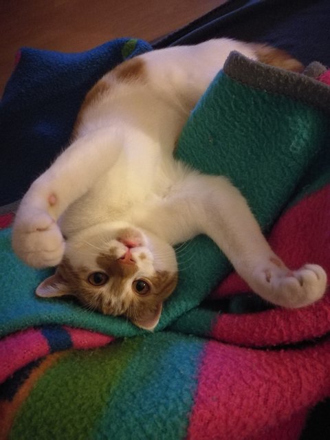 Luna- Ein bisschen auf der Couch chillen :-)