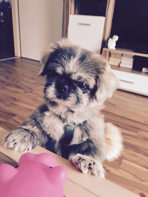 Mein lieber Benji