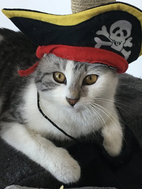 Captain Mila ⚓️