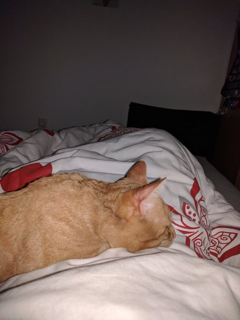 Kuschelsession mit Schmusekater Pico