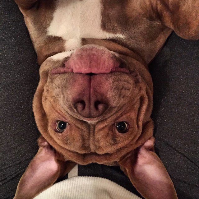 Old English Bulldog - Paul