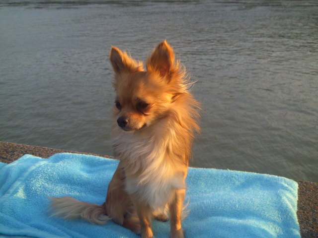 Amaretto an der Donau