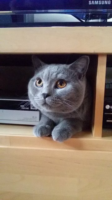 Das ist unser BKH Kater Bobby