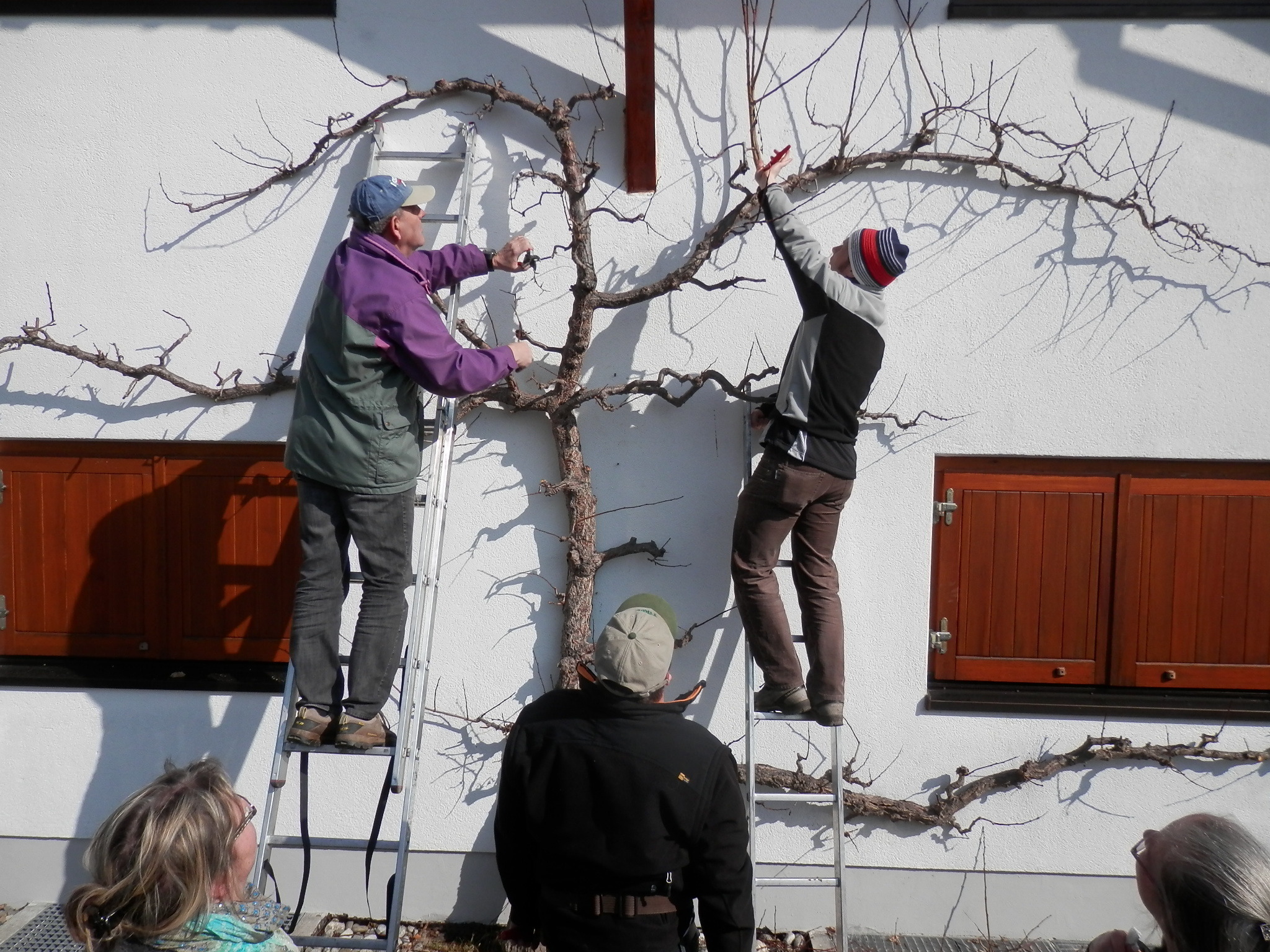 Marillen Und Weinrebenschnitt So Wird S Gemacht Westliches