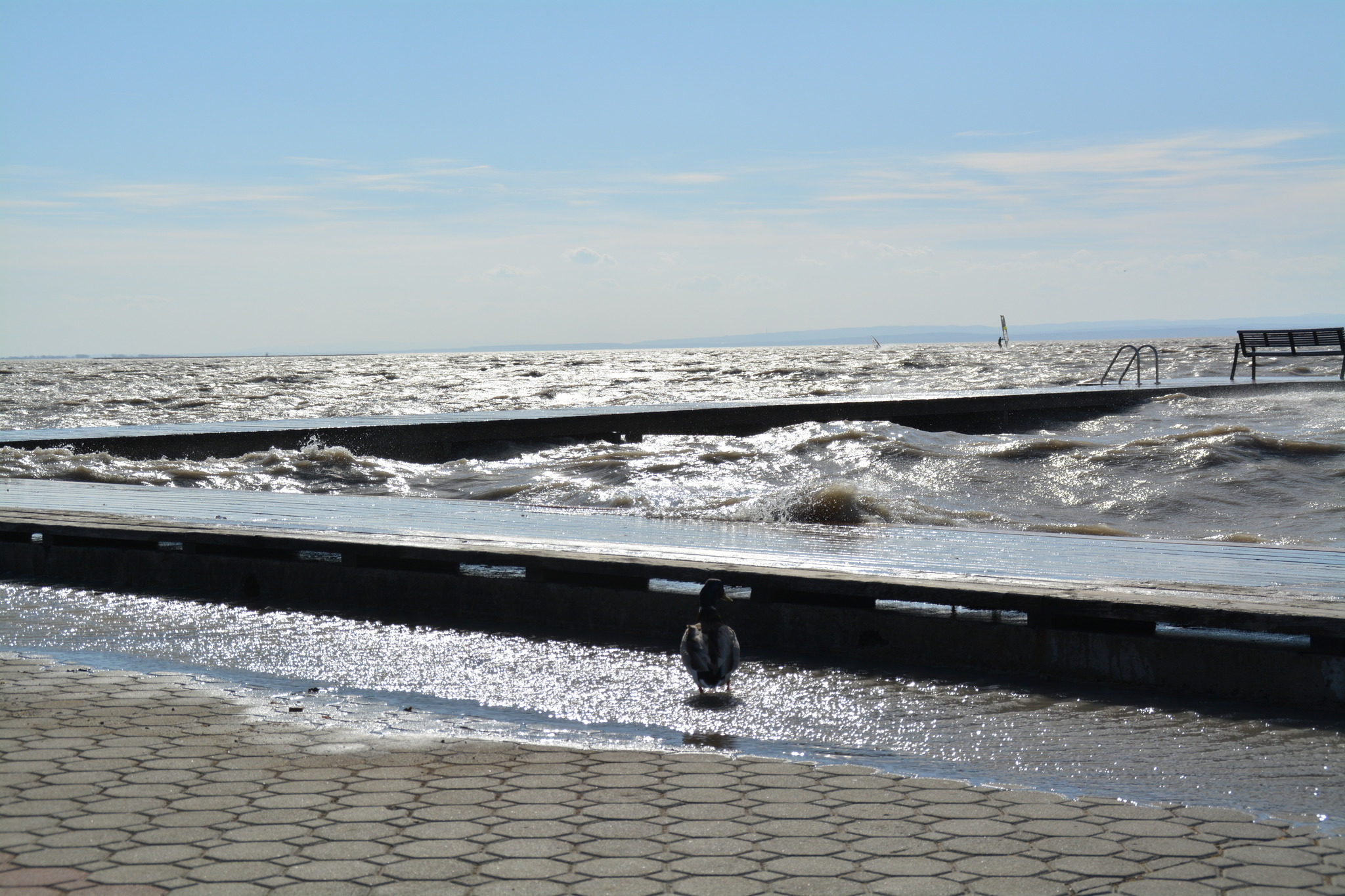 Singles neusiedl am see