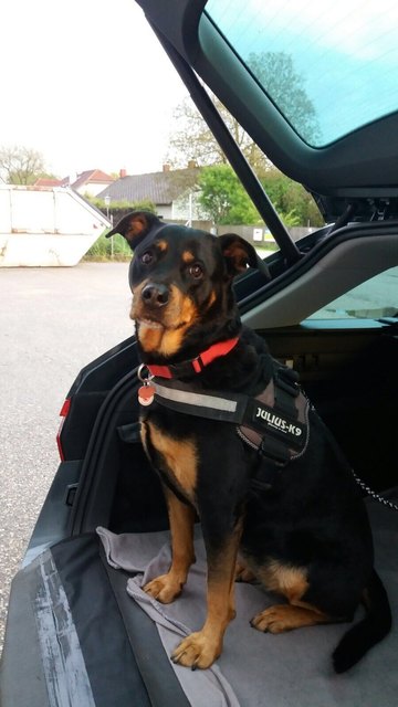 Unsere 8 jährige Rottimixhündin Cindy bei ihrer Lieblingsbeschäftigung "Autofahren"