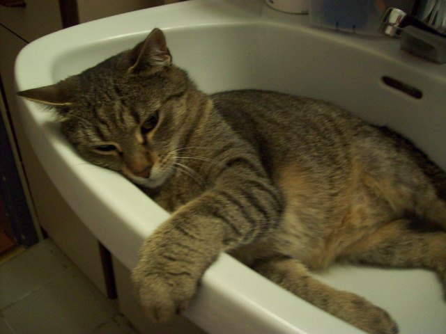 Einmal Katzenwäsche, bitte!