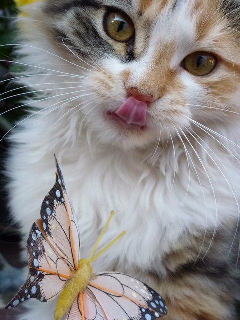 Pia