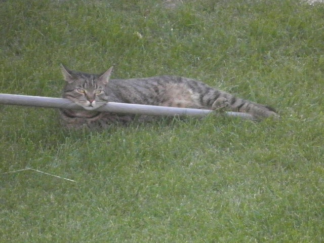 Meine grosse HILFE in meinem Garten ist mein /Jahre alter Kater Micky.