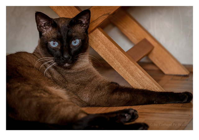 Siam-Kater Jester neben wärmenden Ofen