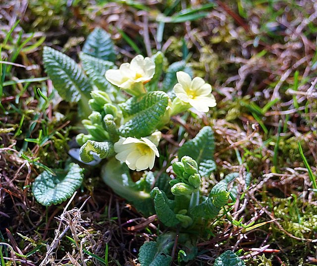 erste Frühlingsboten in meinem Garten - Kufstein