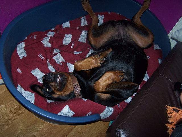 Dobermann Tessa relaxt! ;)