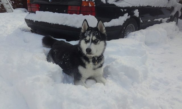 Shadow im Schnee