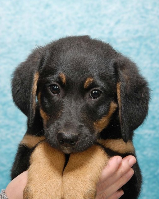 Unsere kleine Mischlingshündin Abby ist ein wahrer Sonnensschein. Sie ist nichtnur sehr verspielt sondern auch verschmust. Sie lernt schnell und nutzt ihre Intelligenz immer wieder aufs neue für freche Späße. Genau das macht sie zu unserem Liebling.