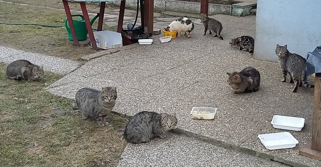 Futter für meine Katzen und die Nachbarskatzen