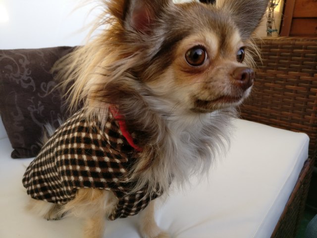 Kalmuck-Chihuahua "Phoebe"