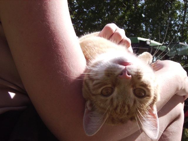 Unser Kater Maxi