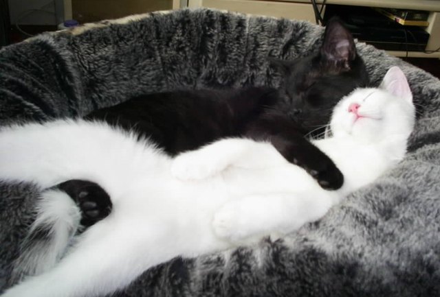 Katzenfreundschaft in black & white