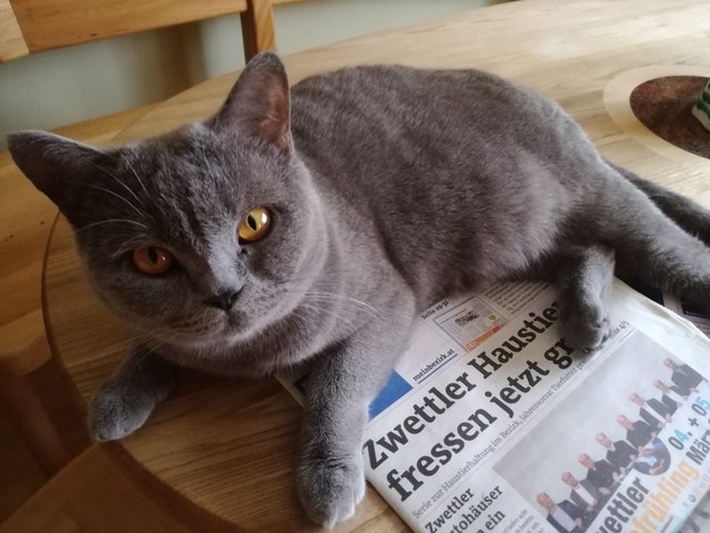 Saphira wartet bereits auf das Gratis-Futter ...