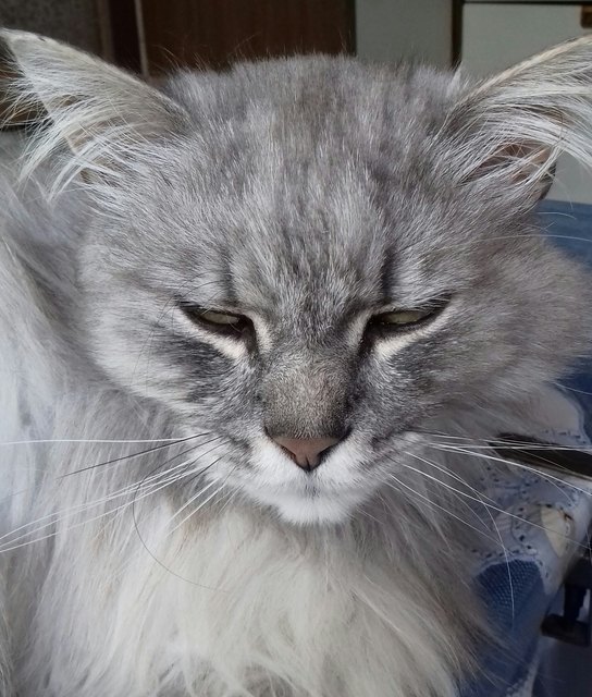 Mein Kater Felix