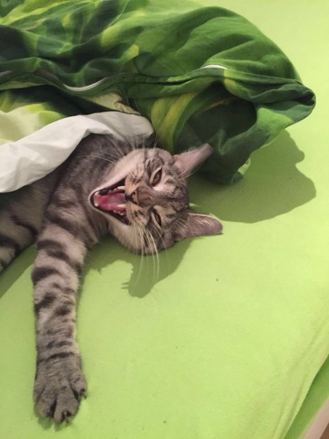 Diego beim Aufwachen im Bett