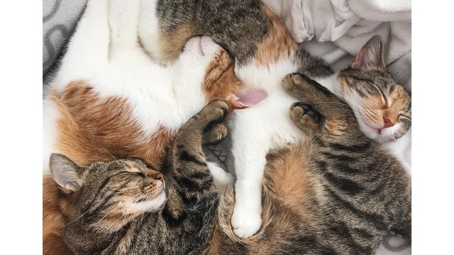 ...Katzensuchbild...
