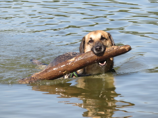 Im Wasser fühlt sich Buffy pudelwohl