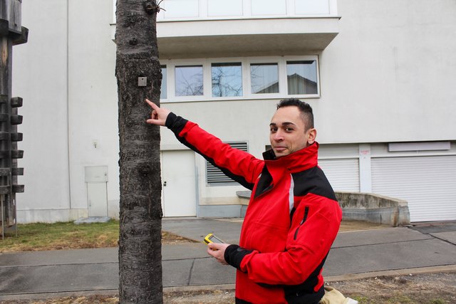 Martin Winhofer von der MA 42 leitet die Baumpflegemaßnahmen in der Reimmichlagsse - er zeigt, dass jeder Baum in Wien eine eigene Nummer hat