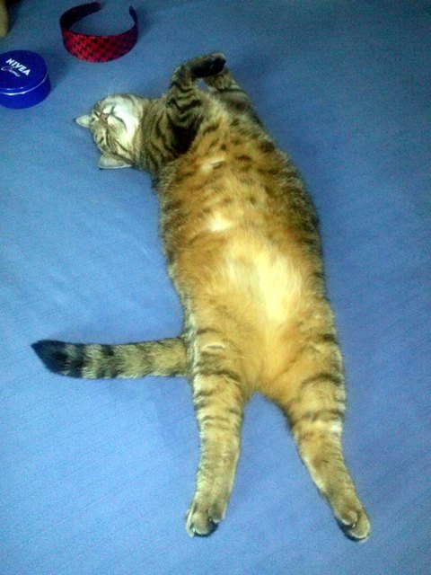 Jessy beim relaxen! ;)