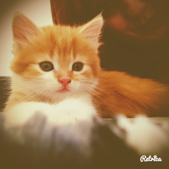 Felix ❤️