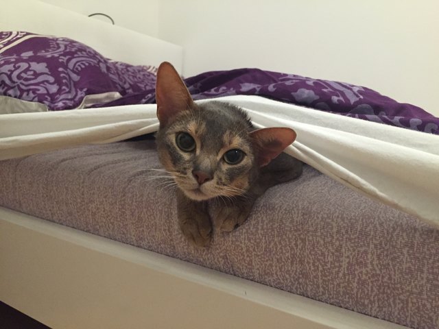 Unser Kater Faust. Er ist der frechste unserer 3 Lieblinge :-)