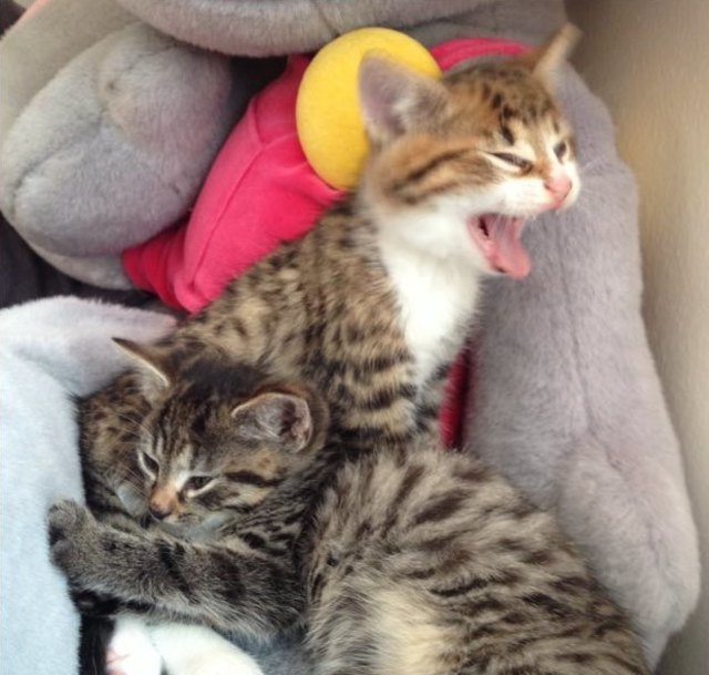 Jinxy und Baileys