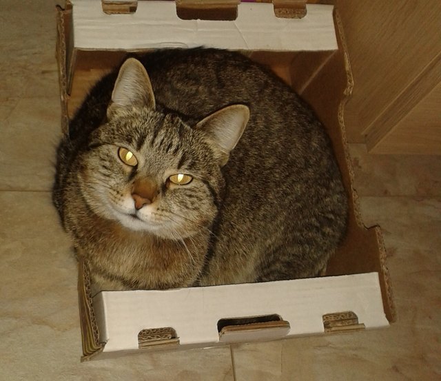 Ich bin Minka und passe in jede noch so kleine Schachtel rein!