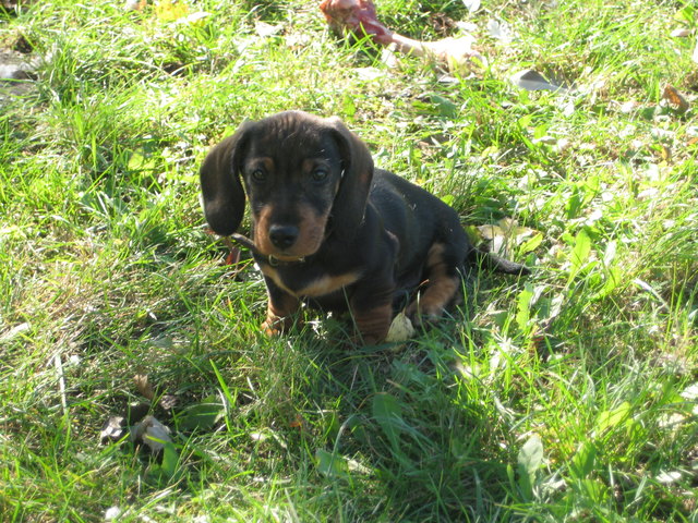 Unser Babydackel Arturo