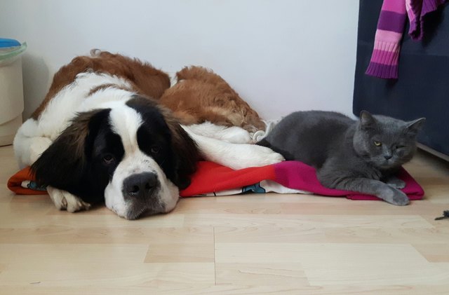 Friends