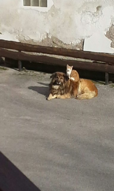 Ziemlich beste Freunde