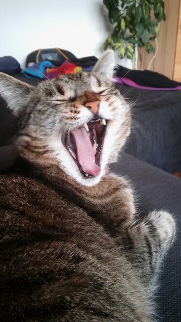 gääääääähn